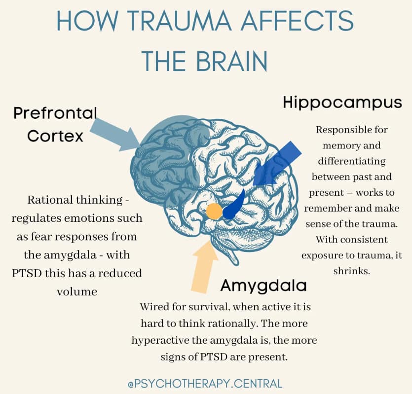 how trauma effects the brain trauma and depression